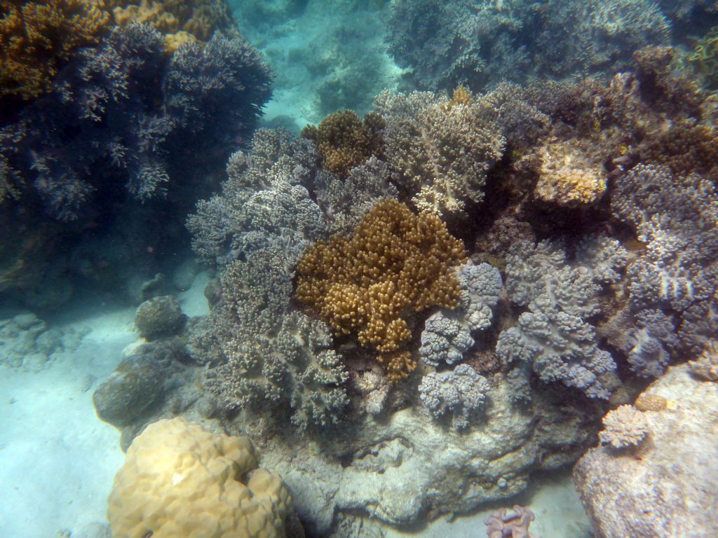 Coral, viewed from underwater