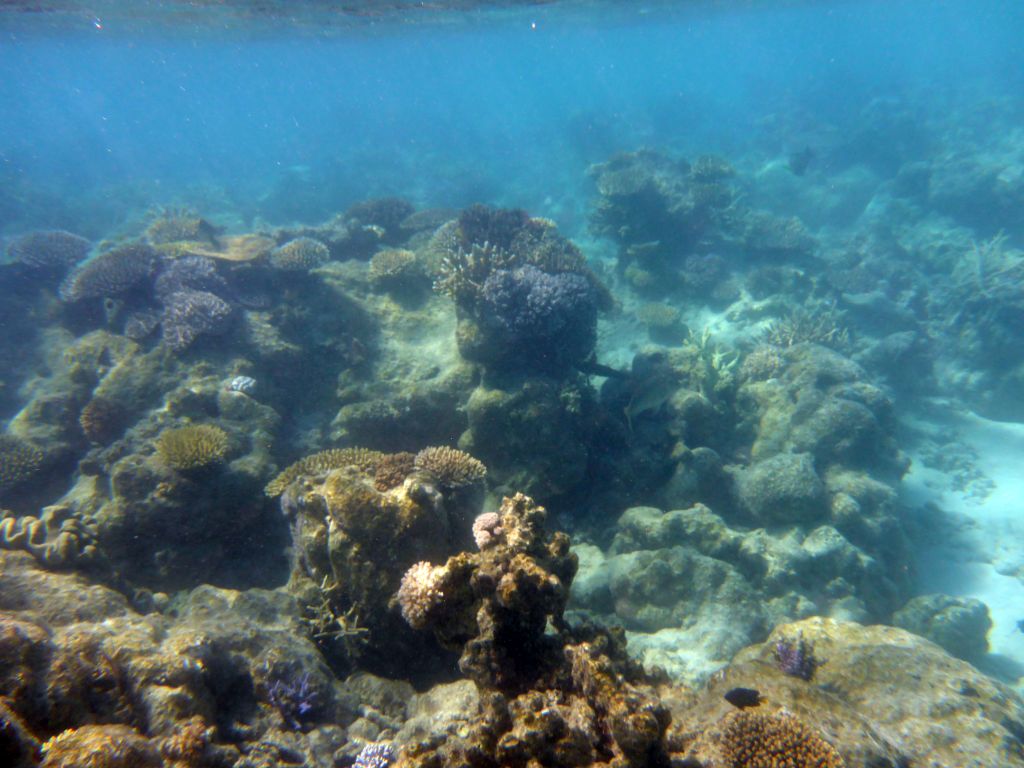 Coral and fish, viewed from underwater