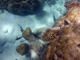 Coral and Greensnout Coralfish, viewed from underwater