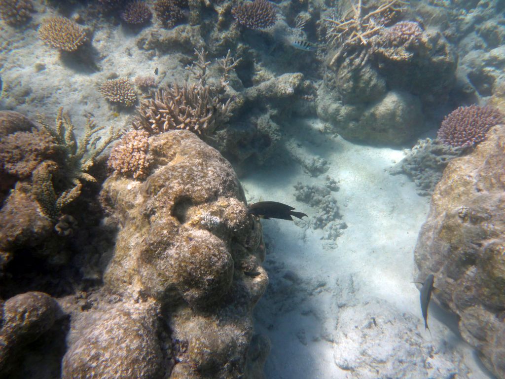 Coral and fish, viewed from underwater