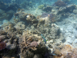 Coral, Greensnout Coralfish and other fish, viewed from underwater