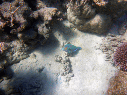 Greensnout Coralfish and coral, viewed from underwater