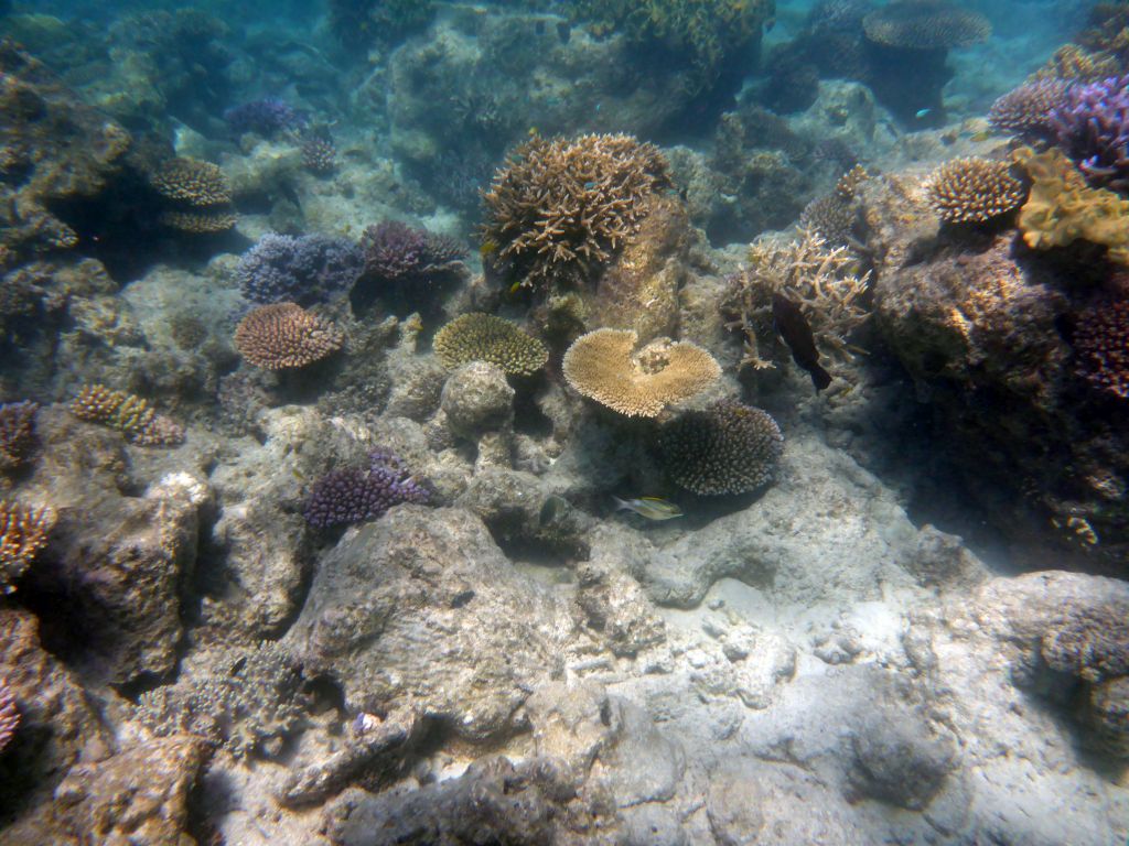 Coral and fish, viewed from underwater