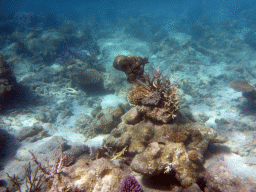 Coral, viewed from underwater