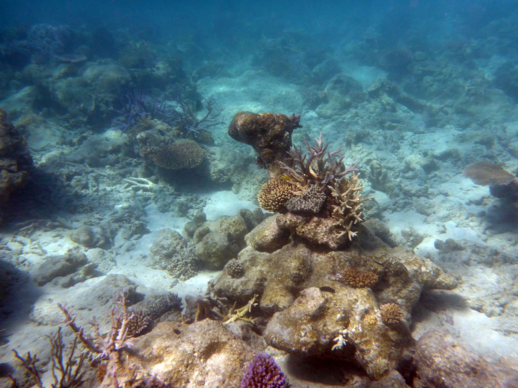 Coral, viewed from underwater