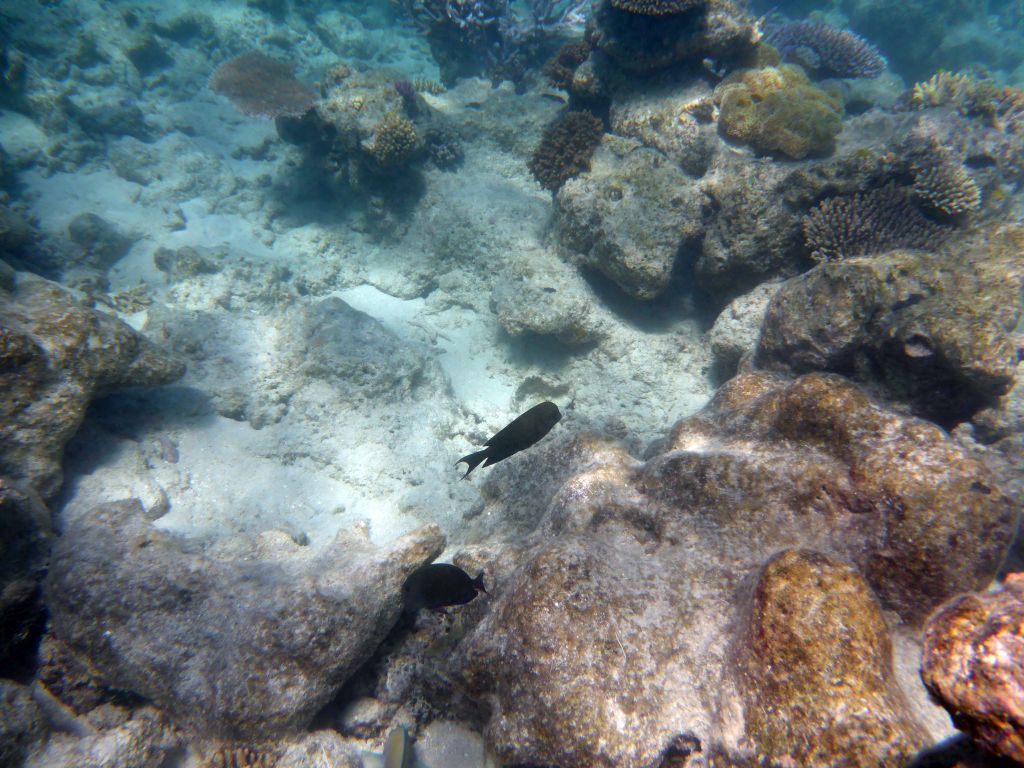 Coral and fish, viewed from underwater