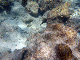 Coral and fish, viewed from underwater