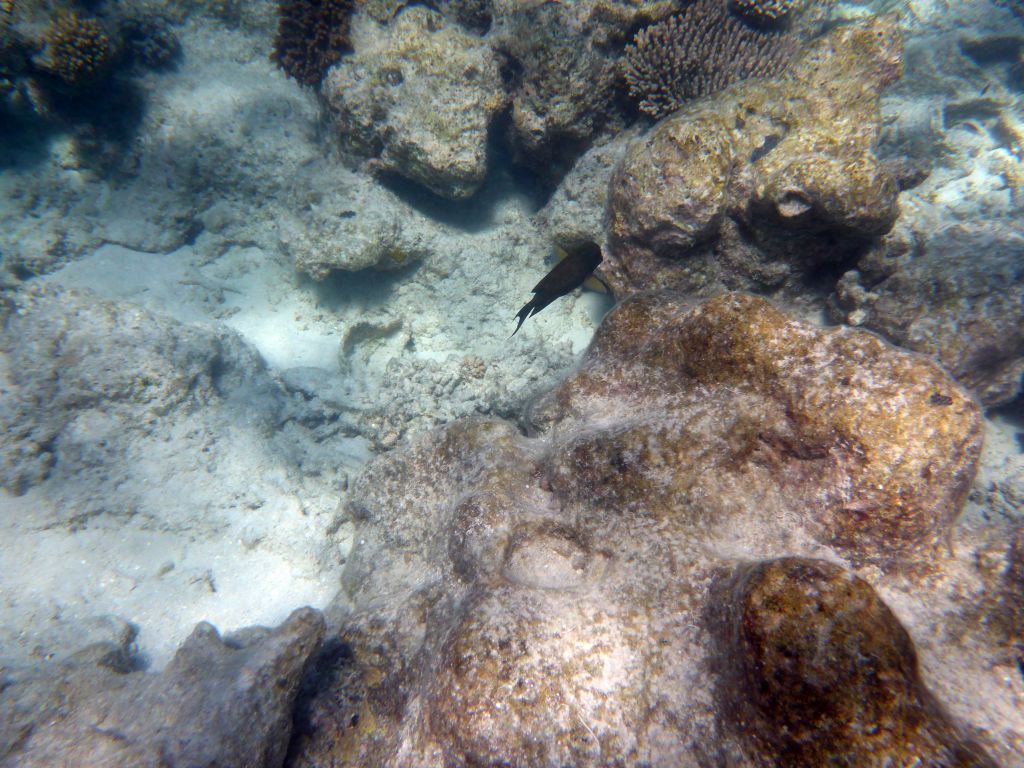 Coral and fish, viewed from underwater