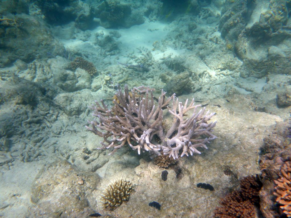 Coral, viewed from underwater