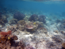 Coral, viewed from underwater