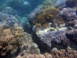 Coral, viewed from underwater