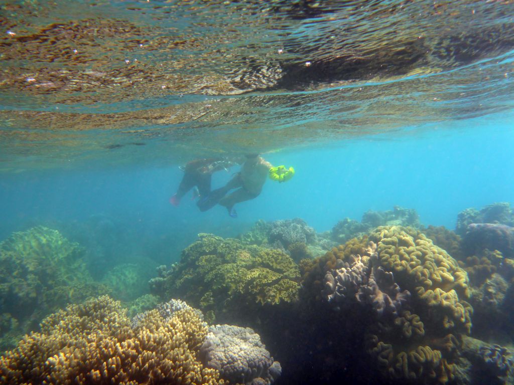 Coral and snorkelers, viewed from underwater