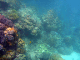 Coral and Forcepsfish, viewed from underwater