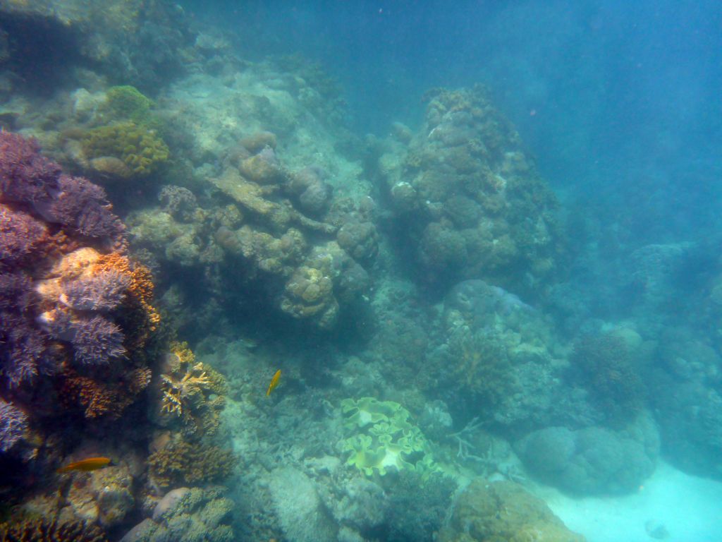 Coral and Forcepsfish, viewed from underwater