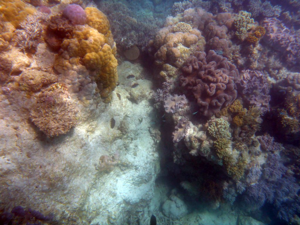 Coral and fish, viewed from underwater