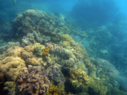 Coral and fish, viewed from underwater