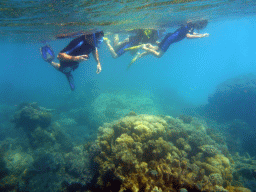 Coral, fish and snorkelers, viewed from underwater