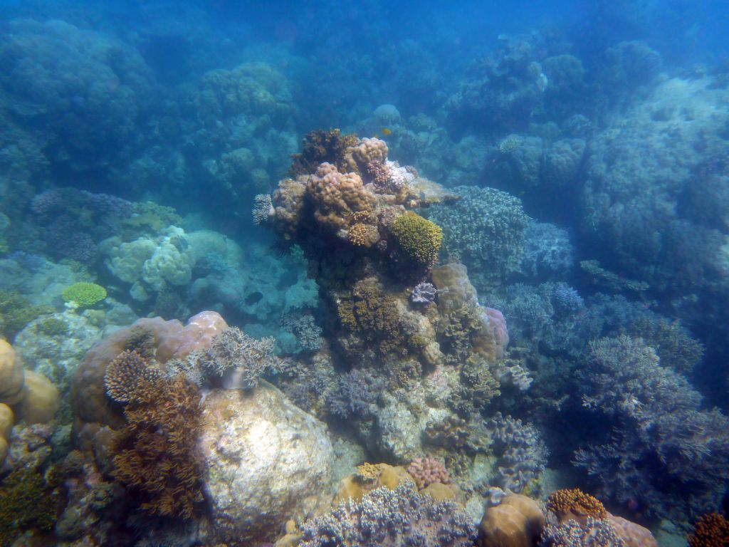 Coral and fish, viewed from underwater