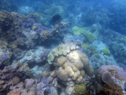 Coral and fish, viewed from underwater