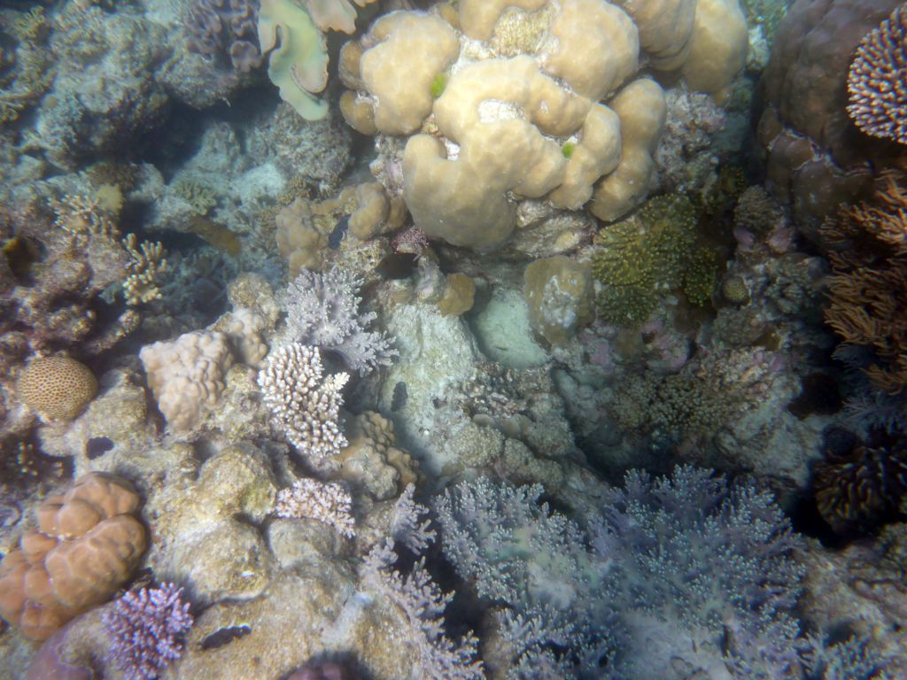 Coral and fish, viewed from underwater