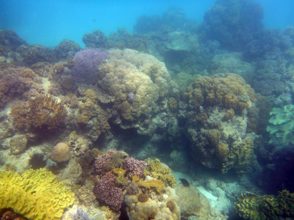 Coral and fish, viewed from underwater