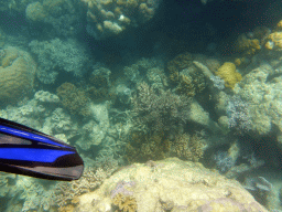 Coral and snorkel fin, viewed from underwater