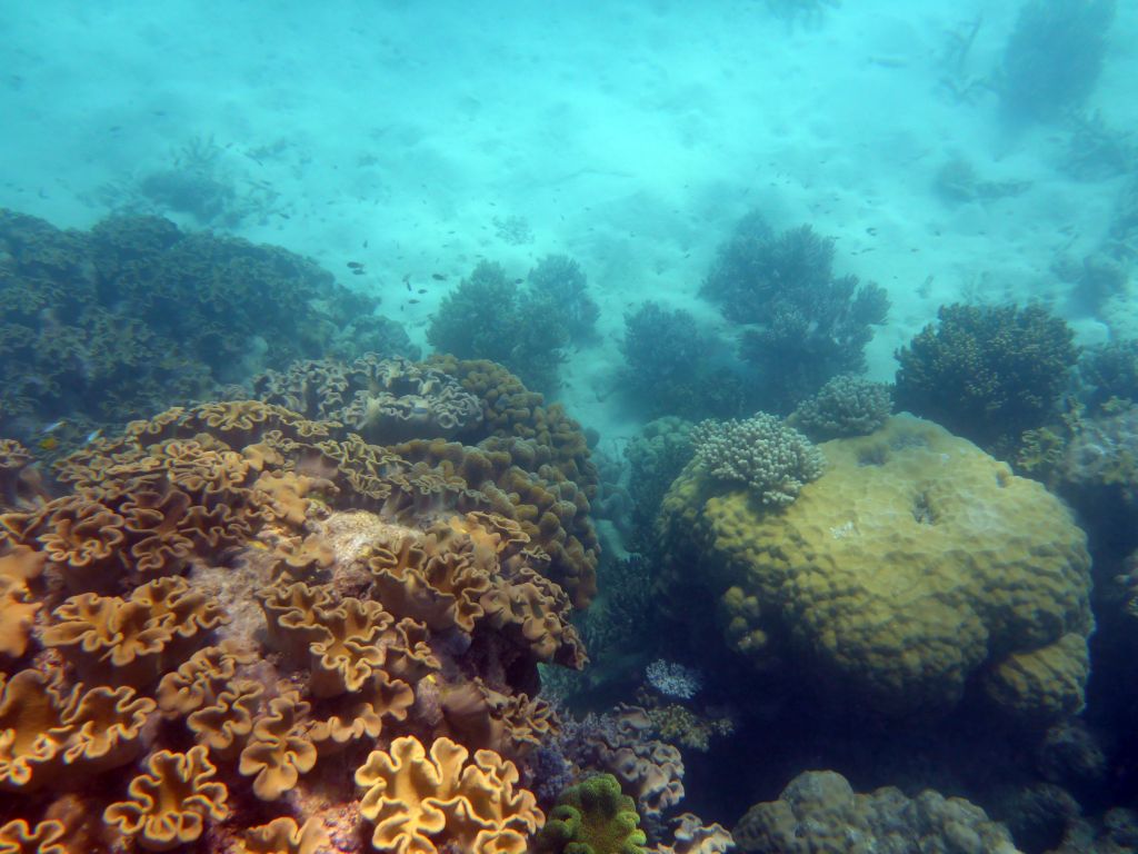 Coral and fish, viewed from underwater