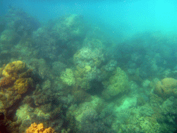 Coral and fish, viewed from underwater