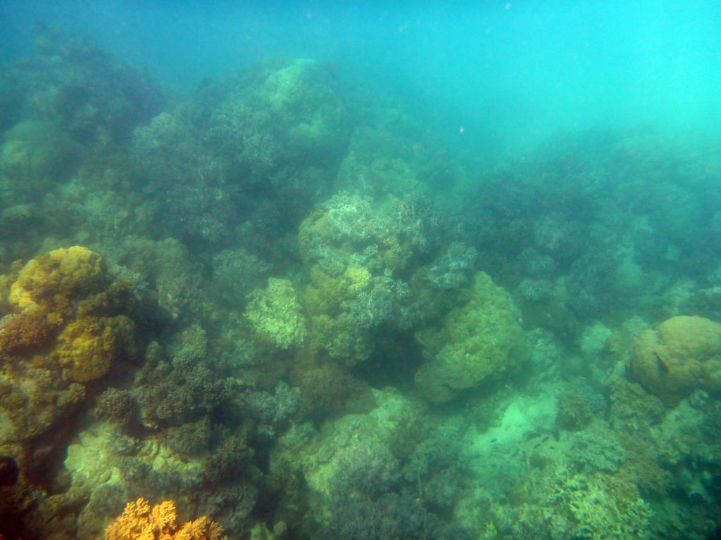 Coral and fish, viewed from underwater