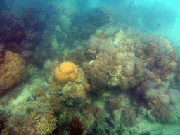 Coral and fish, viewed from underwater