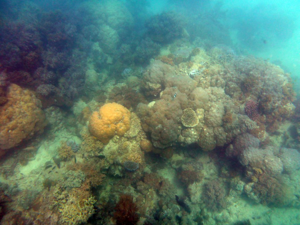 Coral and fish, viewed from underwater