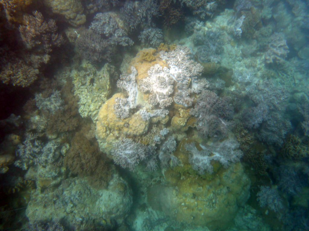 Coral, viewed from underwater