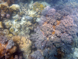 Coral, viewed from underwater