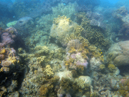 Coral and fish, viewed from underwater