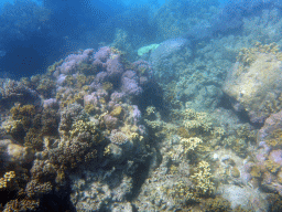 Coral, viewed from underwater