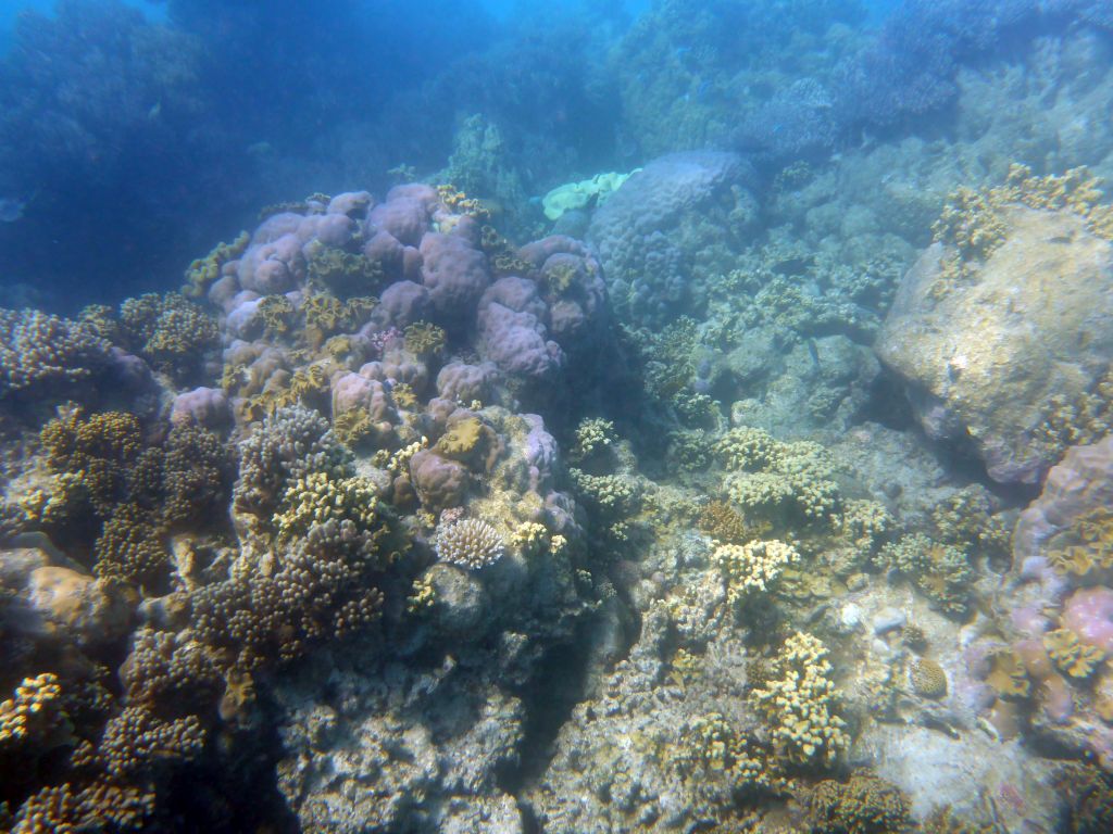 Coral, viewed from underwater