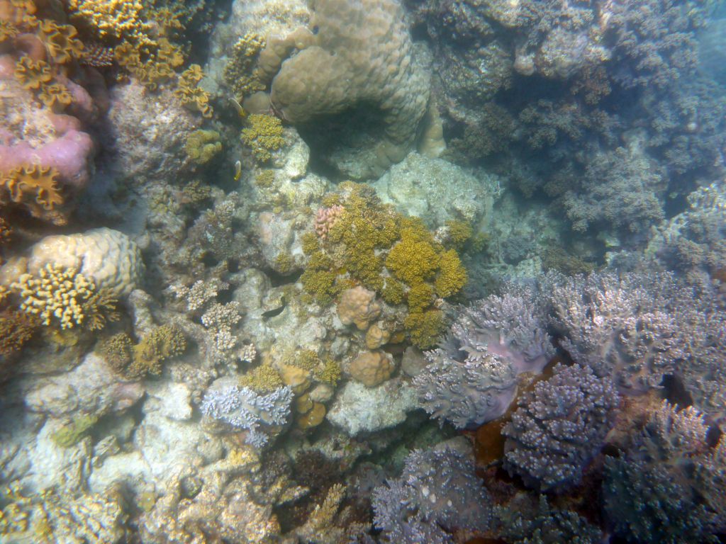 Coral and fish, viewed from underwater