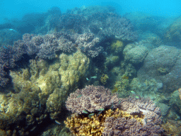 Coral and school of fish, viewed from underwater