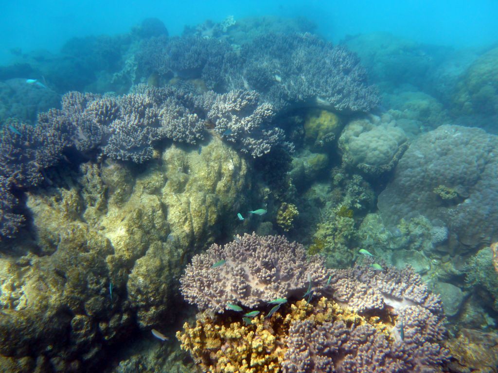 Coral and school of fish, viewed from underwater