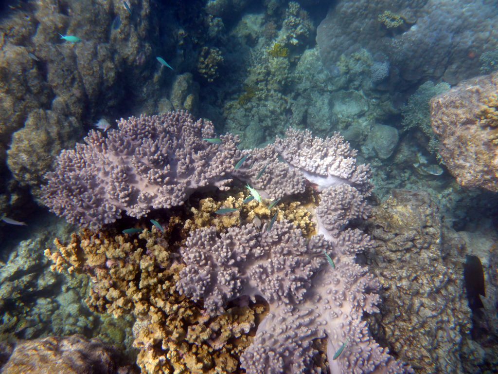 Coral and school of fish, viewed from underwater