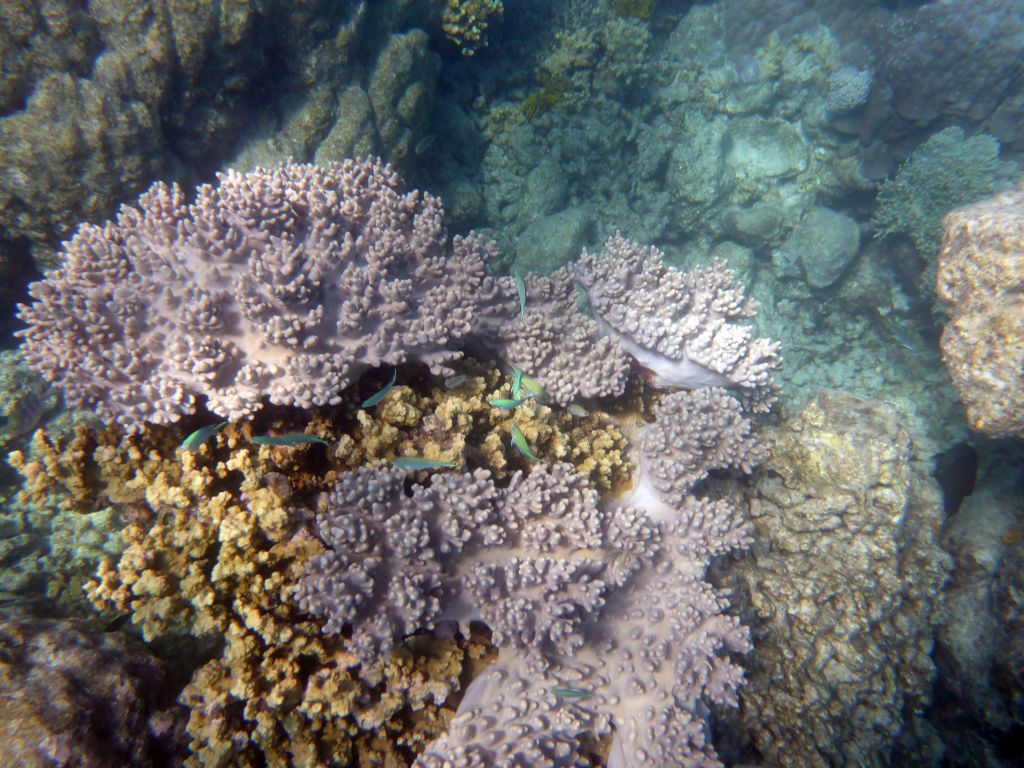 Coral and school of fish, viewed from underwater