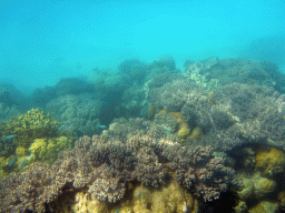 Coral and school of fish, viewed from underwater