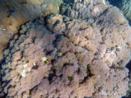 Coral, viewed from underwater