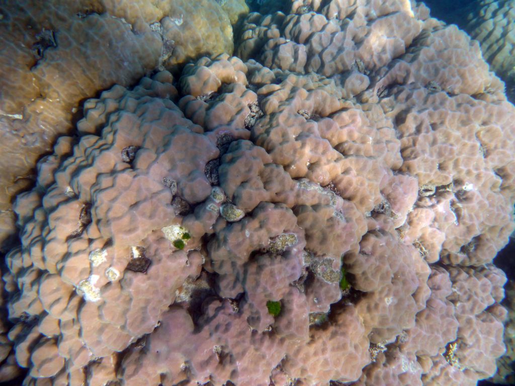 Coral, viewed from underwater