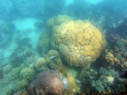 Coral and fish, viewed from underwater