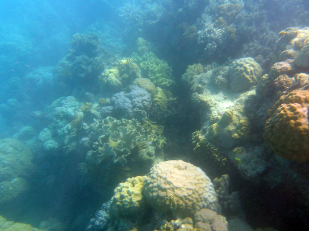 Coral, viewed from underwater