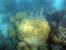 Coral and fish, viewed from underwater