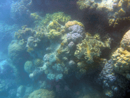 Coral, viewed from underwater