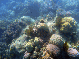 Coral, viewed from underwater