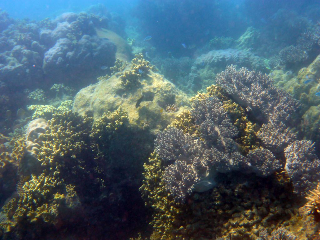 Coral and school of fish, viewed from underwater